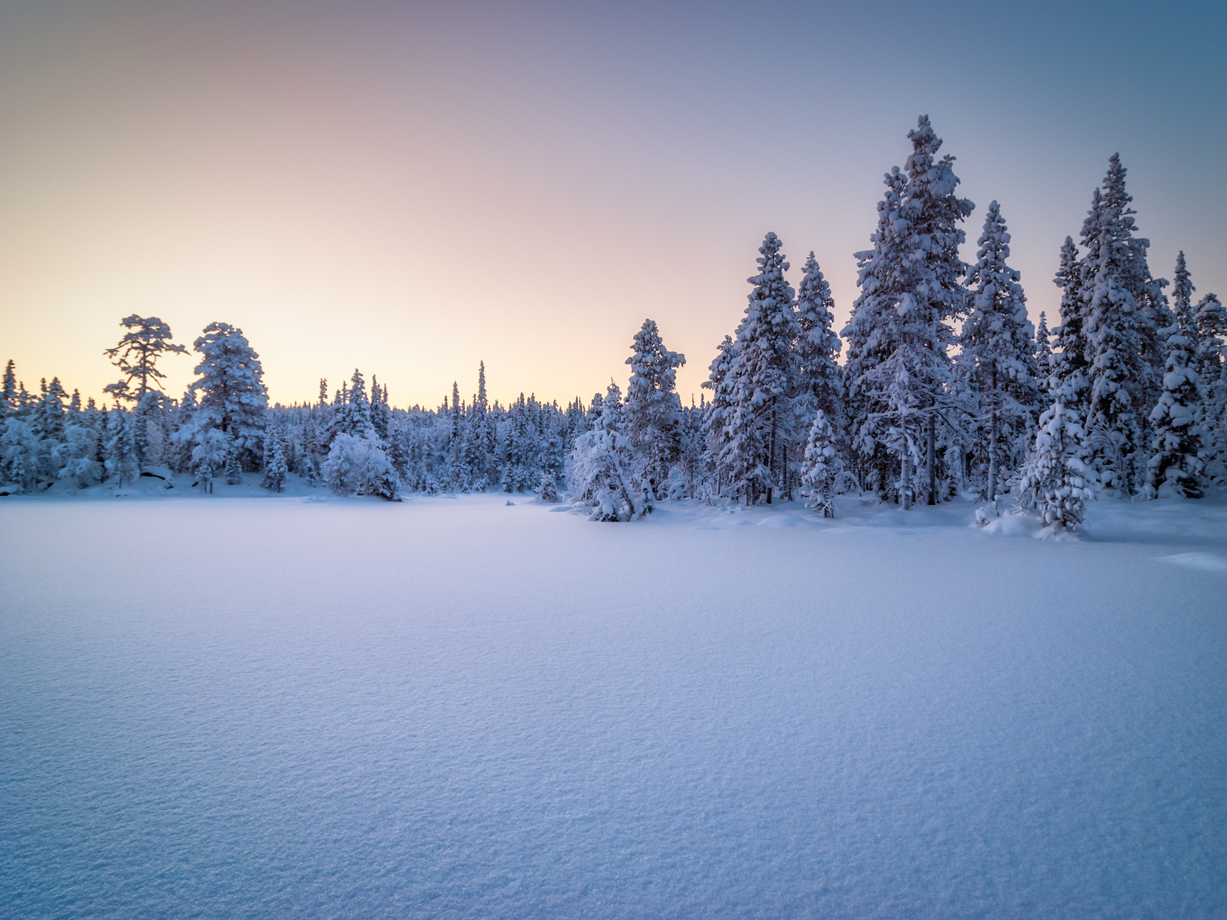 Snow Covered Trees and Field